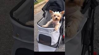 When Mom finally lets the baby walk. 😂🐶 #yorkie #funny #puppy #shorts #explore #yorkie