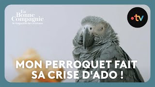 Mon perroquet fait sa crise d'ado ! SOS Comportement - En Bonne Compagnie 17 novembre 2024