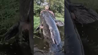 See the big fish with man #fishing #pescaria #sensacional #youtube #shortvideo #shorts