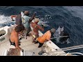 GIANT BLUE MARLIN 1200 lbs !! Au Sénégal !