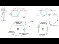 introduction to causal loops