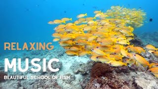 🟣 Natures Most Beautiful School of Fish Swim with Relaxing Music [Aquatic Sounds]