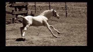 Cremello Morgan Stallion Prospect