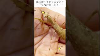 褐色型ハラビロカマキリまた見つけました