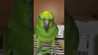 【癒し貴重映像】手に飛んで来る甘えん坊ｗｗキビタイボウシインコ