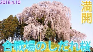 【合戦場のしだれ桜】前回訪れてから9日後の早朝に撮影してみた！