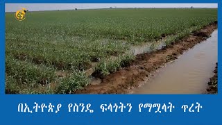 በኢትዮጵያ  የስንዴ  ፍላጎትን  የማሟላት  ጥረት