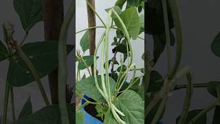 Grow long beans very easily in terrace garden, మిద్దె తోటలో చిక్కుడు సులభంగా పెంచవచ్చు