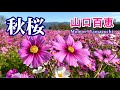 秋桜／山口百恵　歌詞付き【4k】高音質cd音源