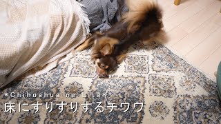 我が家のチワワの謎行動…【チワワのリタ】