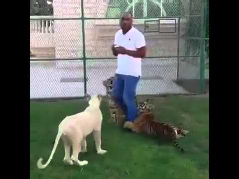 Man Gets Attacked By Lion! - YouTube