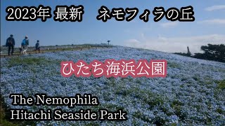 【青い丘が美しい】ついにスタート!  大人気、ひたち海浜公園のネモフィラの丘を歩く。はたして現在のネモフィラ開花状況はどうなってる？ Hitachi Seaside Park　Nemophila