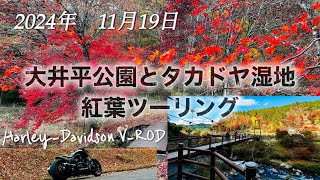 2024年11月19日　大井平公園とタカドヤ湿地に紅葉ツーリング　　HarleyDavidson ナイトロッドスペシャルで行って来ました。VRODカスタム