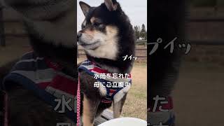 紙皿がお気に召さなかった柴犬【黒豆柴】