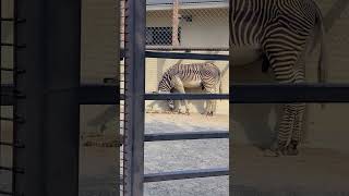 20240926 1357 京都市動物園 グレビーシマウマ ナナト（ウンコした・ミナトじゃなくてナナトだった）