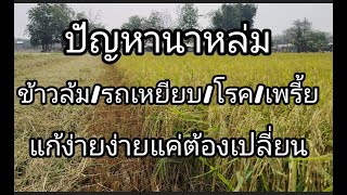 เทคนิคทําข้าวในนาหล่มให้ได้ข้าวแบบลงทุนน้อย