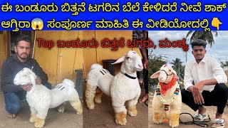 ಬಂಡೂರು ಬಿತ್ತನೆ ಟಗರಿನ ಬೆಲೆ ಕೇಳಿದರೆ ನೀವೆ ಶಾಕ್ ಆಗ್ತರಾ😱| #bandur #sheepfarming #bandursheep #farming