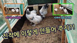 진작에 이렇게 만들어 주지?!  끝내 피를 보았네요.  Chicken coop expansion construction