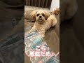 いたずら怒られてまさかの行動をする犬 shorts