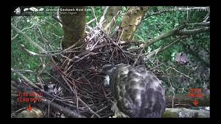 2021(7/22 12開始進進出出) 大安森林公園鳳頭蒼鷹巢位直播回顧　Crested Goshawk Nest Cam, Daan Park, Taiwan カンムリオオタカの子育て生中継