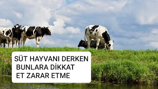 SÜT HAYVANI SEÇERKEN BUNLARA DİKKAT EDİLMESİ GEREKENLER !! MUTLAKA İZLEMELİSİN#youtubeshorts#animals