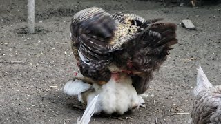 Chicken mating Rooster Mating with chicken / Hahn befruchtet Henne Paarung #crossing #chickenmating