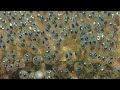 Parrot Fish Has Laid Eggs And The Eggs Hatched | care of eggs #trending video