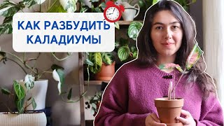 ПОСАДКА каладиумов в грунт / РЕЗУЛЬТАТ спустя 3 недели