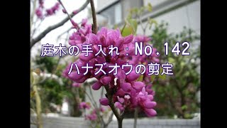 No.142_ ハナズオウの剪定