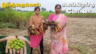 பனங்கிழங்கு \u0026 இலந்தைக்காய் வேட்டை in My Village | Panang Kilangu Harvesting