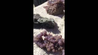 Grape Purple Agate chalcedony from indonesia By Quasar Gems