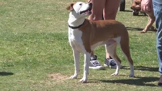 Fido Fest 2025, East County's largest dog festival