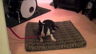 The Good Dog Minute 2/21/14: Rocky's dog aggression and reactivity making huge progress!