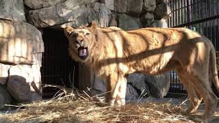 【池田動物園公式】ワラで遊ぶチャーリーくん