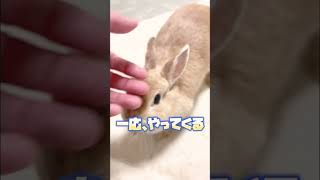 うさぎを呼んだらこうなります笑　#shorts #ウサギ　#うさぎ