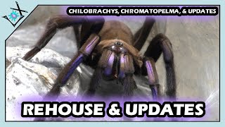 Electric Blue Tarantula REHOUSE \u0026 Nemo UPDATES【Tarantula Rehouse \u0026 Things】