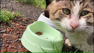 味変のすごさを思い知らされる5月2日の地域ネコ