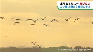 宮城県各地で渡り鳥調査　ガン類は過去３番目の多さ