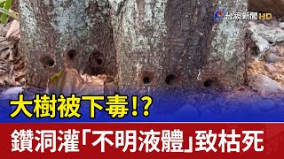 大樹被下毒！？有人鑽洞灌「不明液體」致枯死