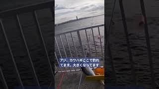 アジ、カワハギ、タチウオここで釣れてます❗