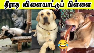 Playboy நாய் 🐶 | கால நீட்டி தூங்குனா என்ன காத்தோட்டம் 😂 | Hoomans