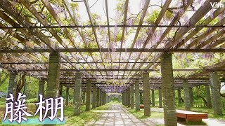 福岡市中央区の舞鶴公園に咲く藤の花【舞鶴公園】