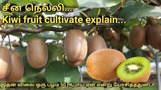 கிவி பழம் வளர்ப்பு | சீன நெல்லி விவசாயம் | KIWI FRUIT CULTIVATION EXPLAIN | கிவி பழம் சாகுபடி|DAY 58