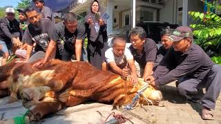 PROSES PEMOTONGAN HEWAN QURBAN SAPI LEBARAN IDUL ADHA 2022 DI SABRINA AZZURA