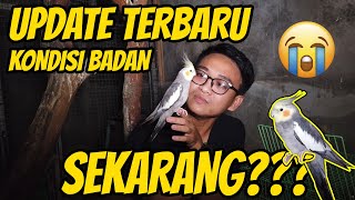 UPDATE KONDISI SEKARANG BURUNG PARKIT AUSTRALIA SUPER KURUS