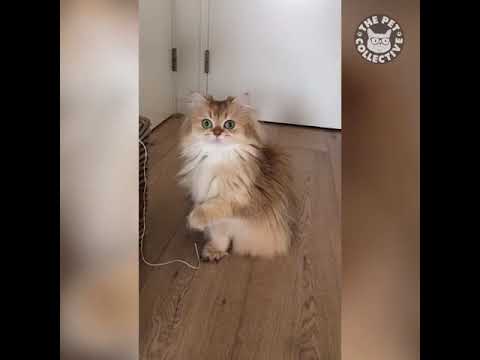 31 Cute Cats Funny Cat Video Compilation 2019 Happy With Cats