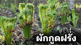 #ผักกูดสวยมาก ผักป่ายอดนิยมของคนไทยในต่างแดน ผักกูดฝรั่ง🇸🇪 STRUTBRÄKEN, Fiddleheads