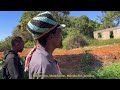 farming in jamaica manchester mandeville wilderness jamaica