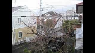 さらば平塚～平塚市桃浜町2～