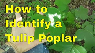 How To Identify a Tulip Poplar Tree